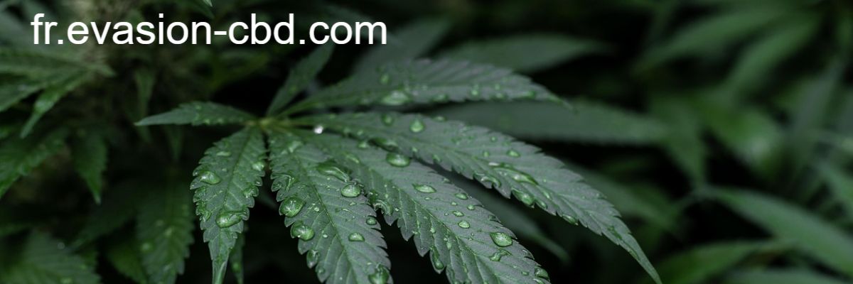 fr.evasion-cbd.com